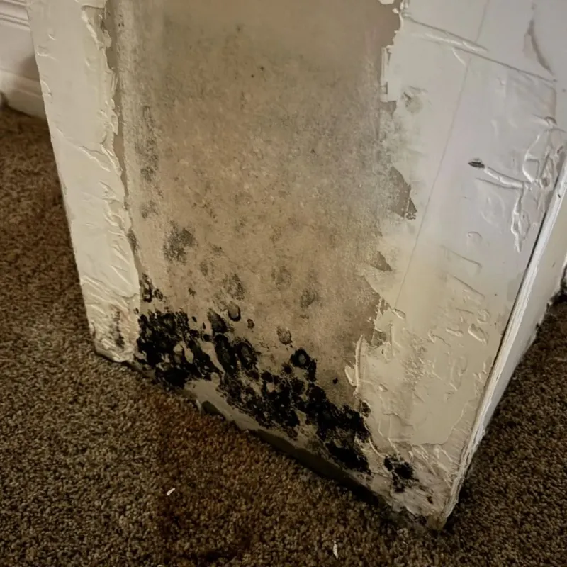 Professional Mold Removal in Livingston, MT